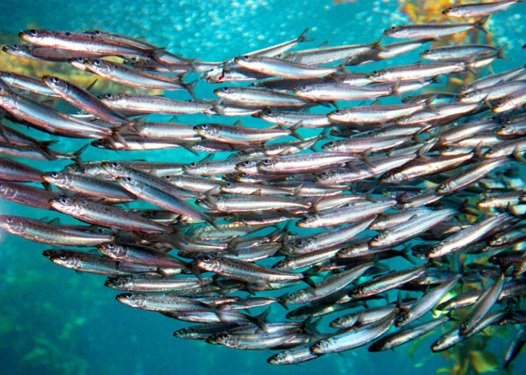 Погляд зблизька на анчоуси, або не в грошах щастя фото