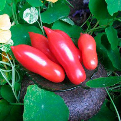 Паста з помідорами, часником і пармезаном, або «Макероні ала Сан Джованьєлло» — фото 5 Паста з помідорами, часником і пармезаном, або «Макероні ала Сан Джованьєлло» фото 5