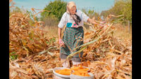 Сбор кукурузы фото